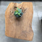 Table Basse en Souche de Bois - Pièce Authentique au Design Naturel
